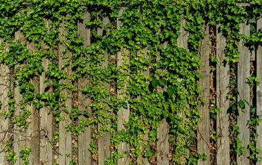 Fototapeta na wymiar wooden fence covered with green ivy. green ivy on the fence