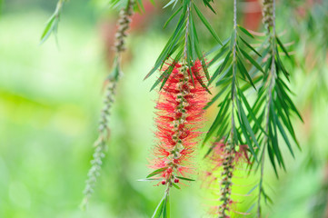 Callistemon rigidus blooming in spring