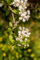 The pear (Pyrus communis) tree blooms in the mountains.