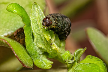 Caterpillar balance on green leaf
