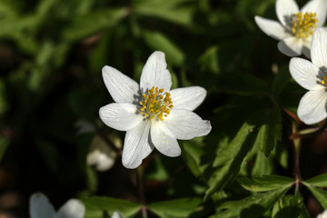 Anemone nemorosa is an early-spring flowering plant in the genus Anemone in the family Ranunculaceae