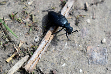 A beautiful black beetle crawls on the asphalt.
