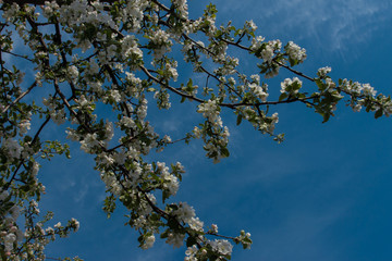 White Blooming Apple Tree Gardens