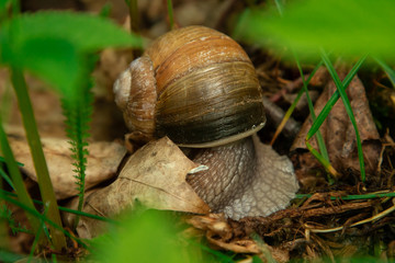  Snails woke up in spring
