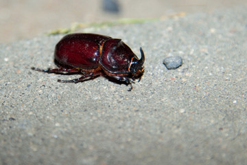  Rhinoceros beetle in Belarus