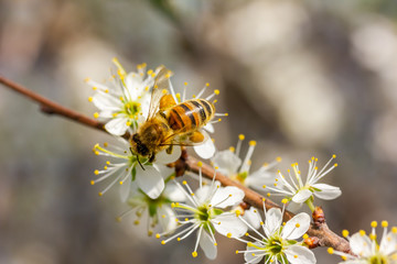 eine Honigbiene sammelt an weiße Kirschblüten Honig