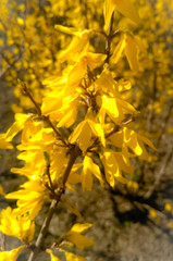 maple leaves in spring