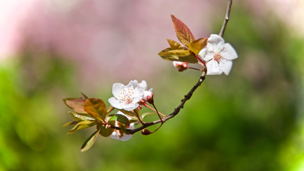 Plum blossom on tree branch. Wild plum tree blooming in spring.