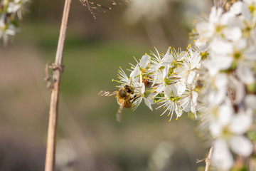 eine Honigbiene sammelt an weiße Kirschblüten Honig