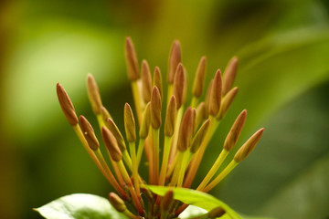 closeup of a flower bud