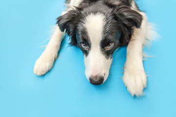 Funny studio portrait of cute smilling puppy dog border collie isolated on blue background. New lovely member of family little dog gazing and waiting for reward. Pet care and animals concept