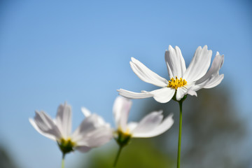 white daisy flowers