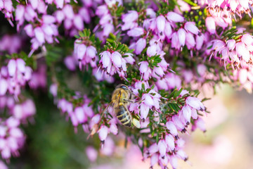 eine Biene sammelt auf einer Blume (Schneeheide) Honig