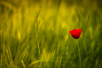 Obraz premium Piękne maki w polu pszenicy o zachodzie słońca.