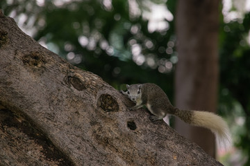 chipmunk on tree