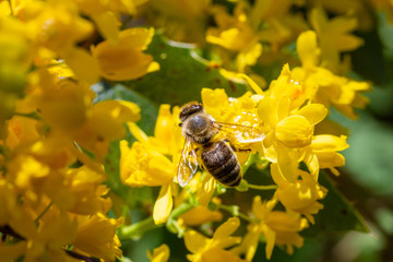 eine Honigbiene sammelt an einer Blume (Mahonie) Honig