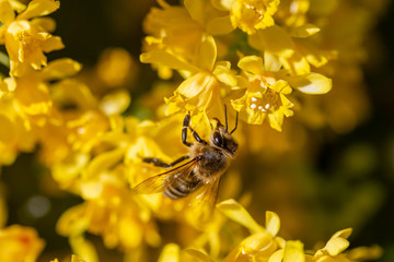eine Honigbiene sammelt an einer Blume (Mahonie) Honig