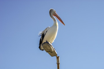 Australian pelican
