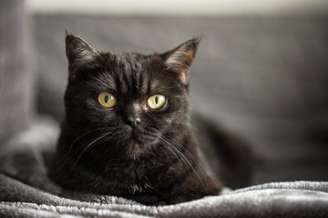 Portrait of a cat. cute brown scottish cat looking at the camera. Cat eays.