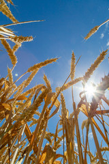 ein Feld mit reifem Weizen, von unten fotografiert
