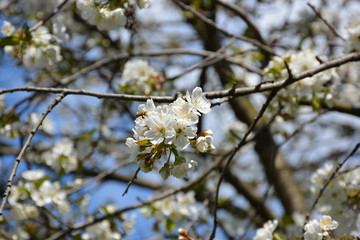 Cherry Tree Blossom