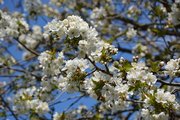 Beautiful Cherry Blossom in Spring