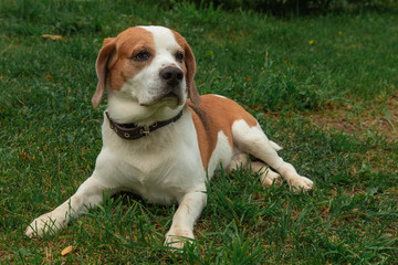  Beagle dog lies on the grass. Beautiful dog.