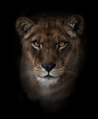 Head portrait of a lioness looking at the camera - obrazy, fototapety, plakaty