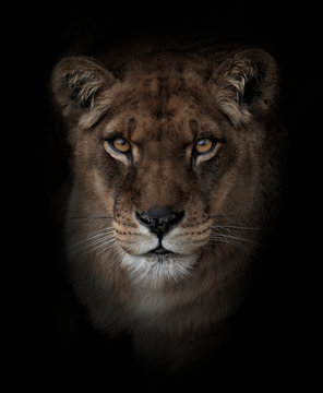 Free Free 226 Female Lion Head Svg SVG PNG EPS DXF File