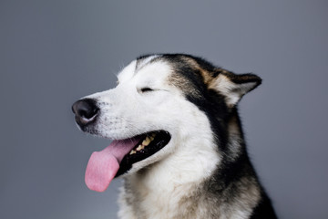 portrait of a dog breed malamute smiling