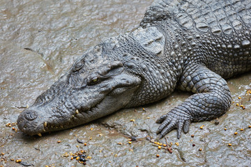 Crocodile resting