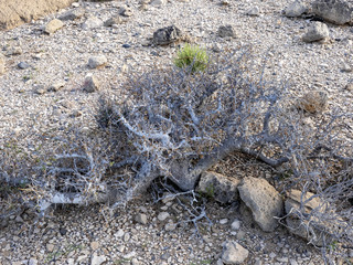 Xerophyte coastal vegetation withstands drought. Oman