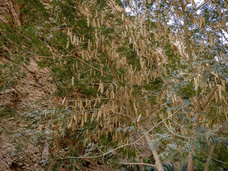 Large acacia filled with seeds. Oman, Vádí Shab