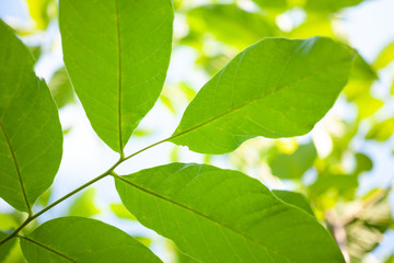 Fototapeta na wymiar green walnut leaves bright evil color in spring