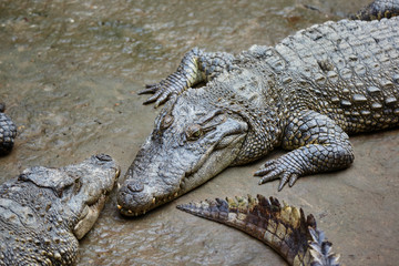 Crocodiles