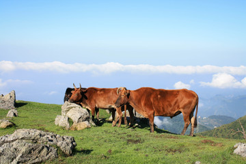 cows on a meadow