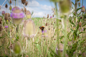 butterfly on a flower