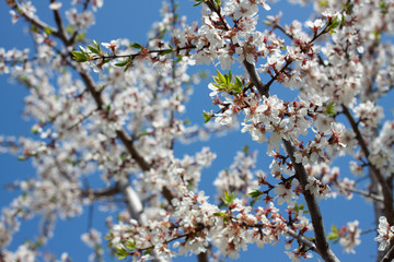 blossoms tree in the garden in the spring