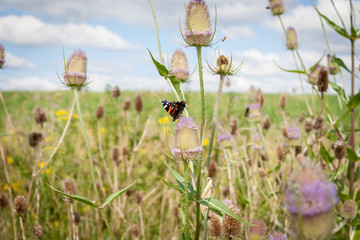 butterfly on a flower