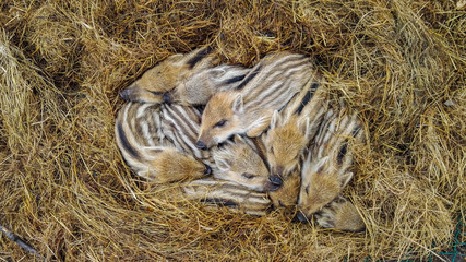 Frischlinge, viele kleine junge Wildschweine im Stroh