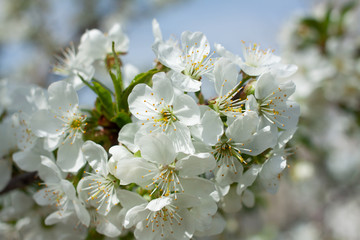 flowers of fruit trees in the garden in spring