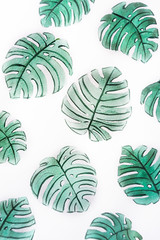 Fototapeta na wymiar Tropical monstera palm leaves on white backgruond: watercolor botanical illustration