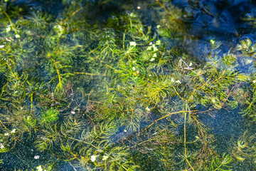 Blaualgen in einem Gewässer, baden verboten