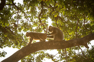 monkeys in a tree