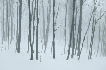 Foggy forest. Naked trees. Winter time