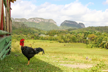 turkey in the field