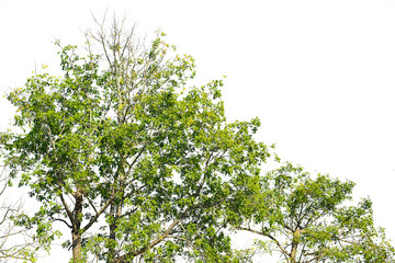 Trees Isolated On White Background, Tropical Trees Isolated Used For Design, Advertising And Architecture.