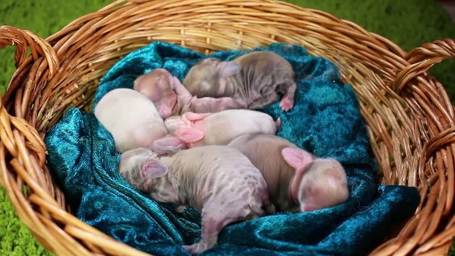 Ester Bunny Babies. Rabbit lop kits.