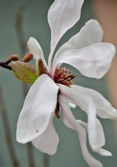 magnolia flower