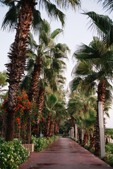 Fototapeta na wymiar Palm trees grow along the sea in turkey